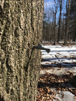 tap maple tree
